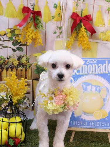 20240429シロマルくん